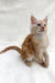 Cute orange tabby kitten named Edmund, a Maine Coon cuddling playfully