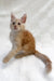 Adorable orange and white Maine Coon kitten named Edmund looking playful and cute