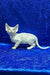 Edvin | devon rex kitten