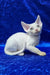 Edvin | devon rex kitten