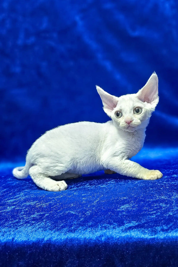 Edvin | devon rex kitten