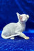 Edvin | devon rex kitten