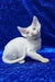 Edvin | devon rex kitten