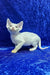Edvin | devon rex kitten