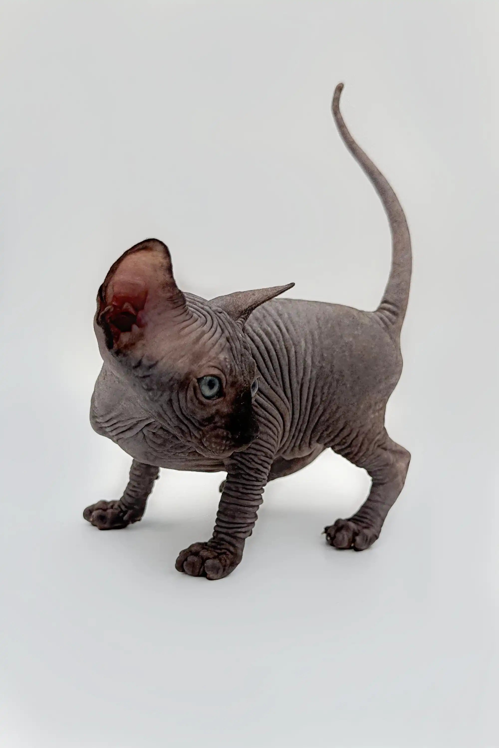 Hairless Sphynx Cats & Kittens for Sale Edward | Kitten