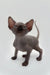 Adorable male Sphynx kitten Edward with wrinkled gray skin and big ears