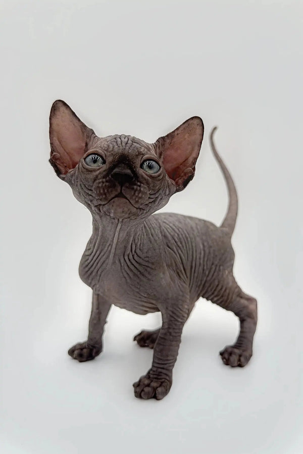 Edward the Lovable Sphynx Kitten - Main Image