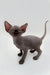 Adorable Hairless Sphynx kitten Edward with wrinkled gray skin and big ears