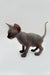 Adorable male Sphynx kitten Edward with wrinkled gray skin and big ears