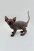 Adorable male Sphynx kitten with wrinkled gray skin and big ears, perfect for cuddles