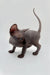 Adorable male Sphynx kitten Edward with wrinkled gray skin and big ears