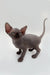 Adorable Hairless Sphynx Kitten Edward with wrinkled gray skin and big ears