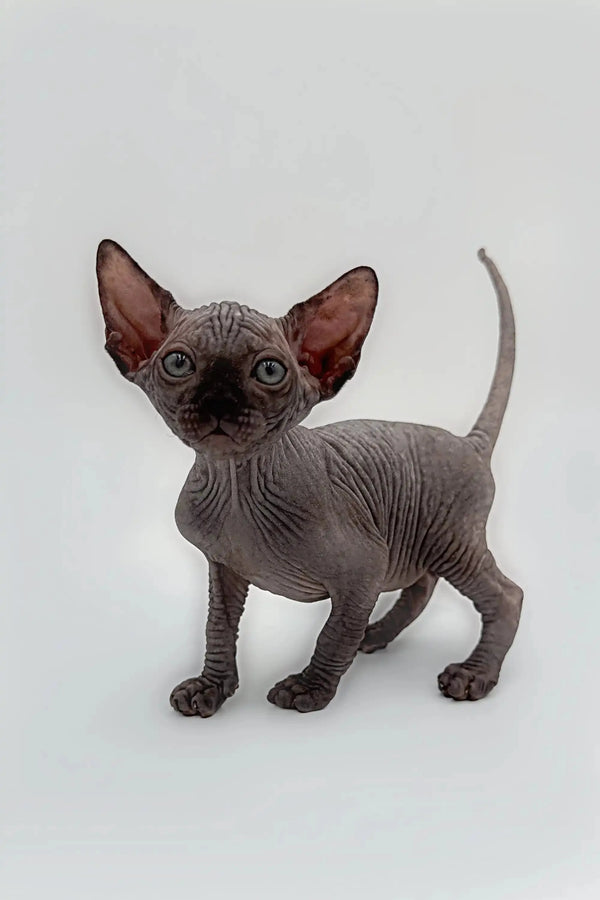 Adorable male Sphynx kitten Edward with wrinkled gray skin and big ears