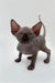 Cute Hairless Sphynx Kitten Edward with big ears and wrinkly skin, black coat