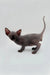 Adorable male Sphynx kitten Edward with wrinkled gray skin and big ears