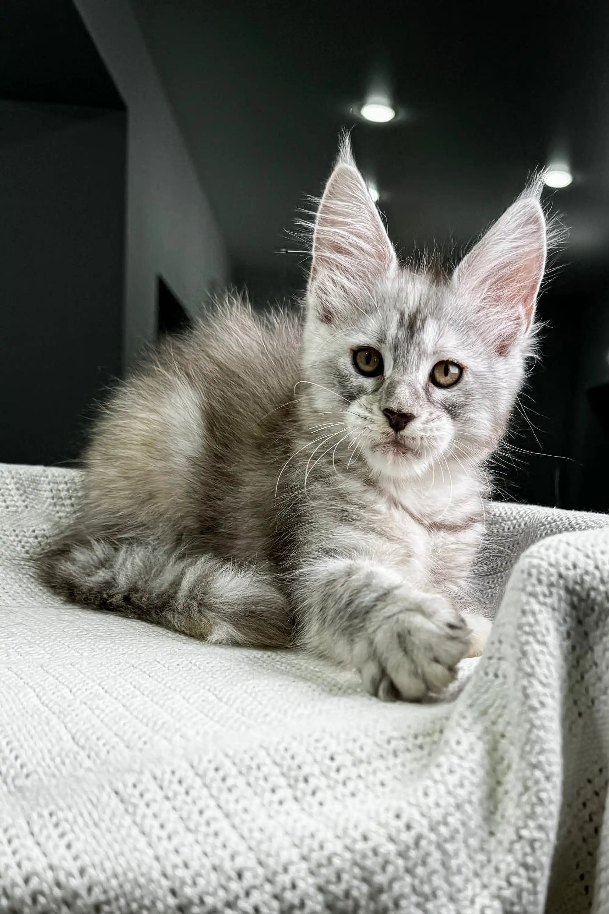 Maine Coon Kittens for Sale Egoistca | Kitten
