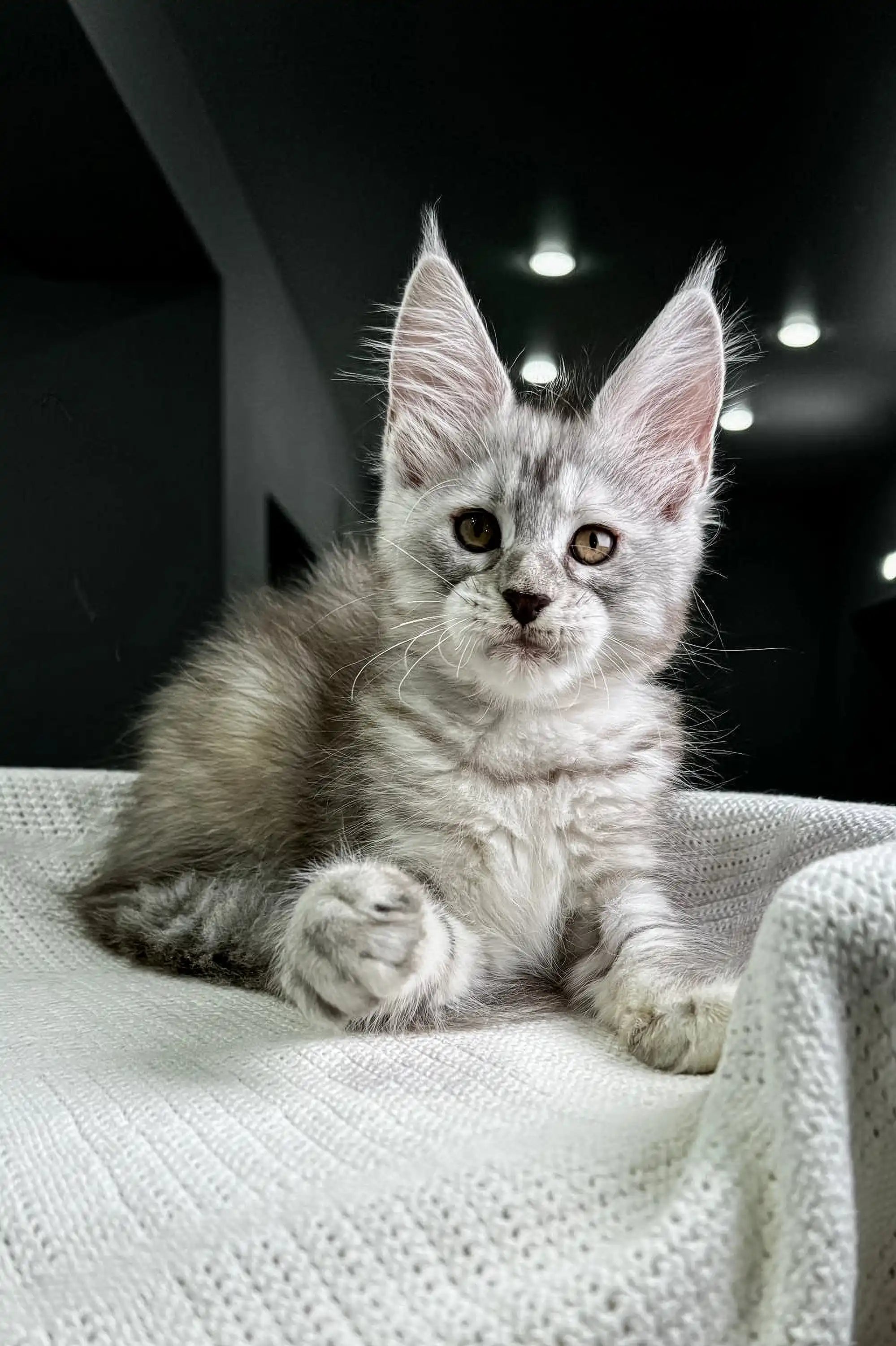 Maine Coon Kittens for Sale Egoistca | Kitten