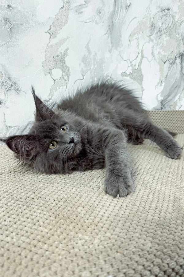 Ekler | maine coon kitten