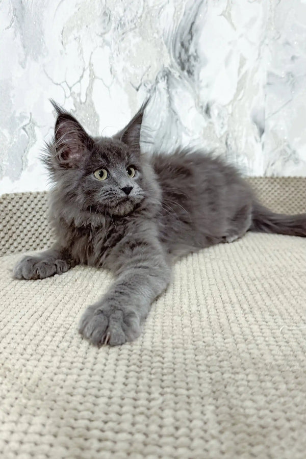 Ekler | maine coon kitten
