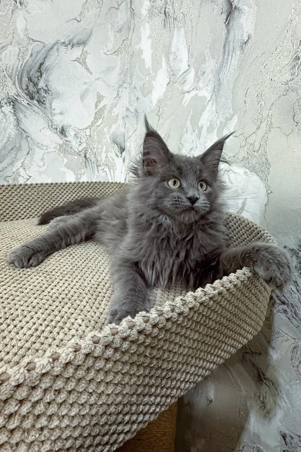 Ekler | maine coon kitten