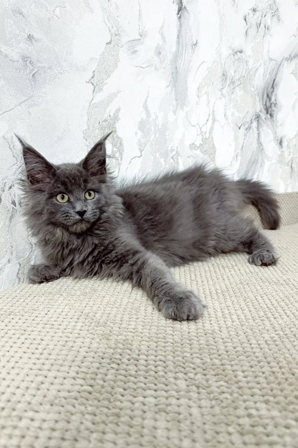 Ekler | maine coon kitten