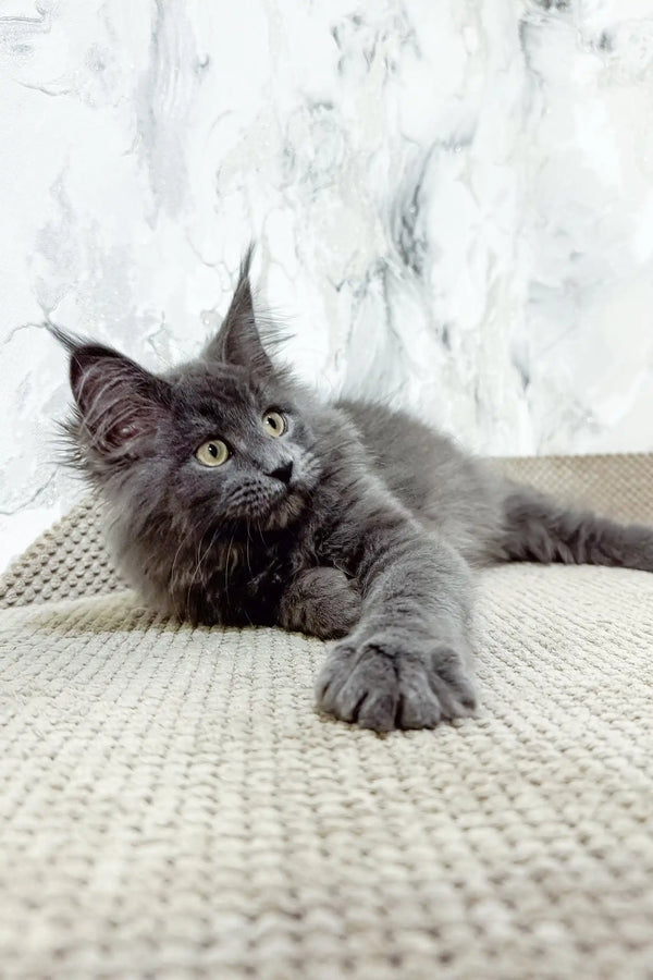 Ekler | maine coon kitten