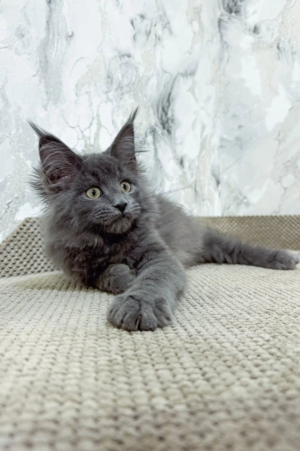 Ekler | maine coon kitten