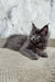 Ekler | maine coon kitten