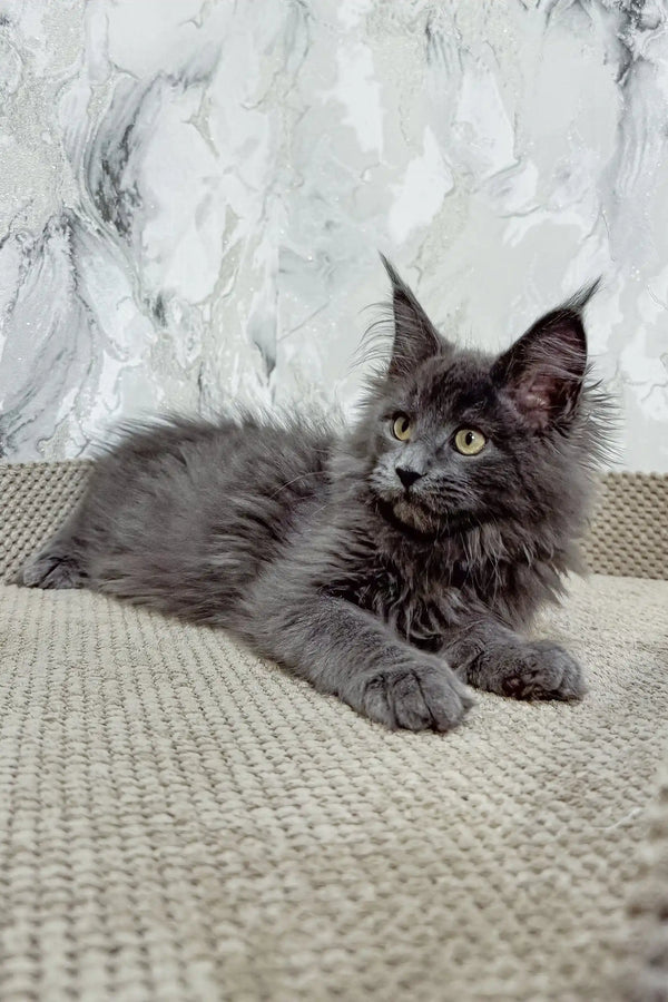 Ekler | maine coon kitten