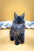 Fluffy gray Maine Coon kitten with pointed ears and a serious expression