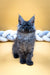 Fluffy gray Maine Coon kitten with ear tufts from Ekler Maine Coon Kitten collection