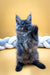 Gray fluffy Maine Coon kitten sitting upright with paw raised, super cute!