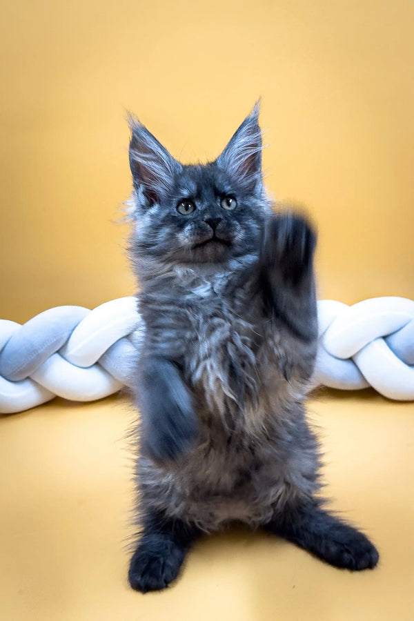 Gray fluffy Maine Coon kitten sitting upright with paw raised, super cute!