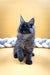 Fluffy gray Maine Coon kitten sitting upright with alert ears, super adorable!