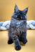 Fluffy gray Maine Coon kitten with big ears sitting upright, ready for fun