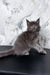 Gray Maine Coon kitten in the Ekler product line, showcasing cuteness and charm