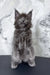 Gray Maine Coon kitten standing proudly, featured in the Ekler Maine Coon Kitten product