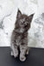 Gray Maine Coon kitten from Ekler, perfect for cat lovers and adorable pet fans