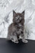 Gray Maine Coon kitten featured in the Ekler Maine Coon Kitten product