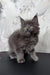 Adorable Gray Maine Coon kitten from the Ekler collection, perfect for cat lovers