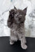 Cute Gray Maine Coon kitten waving from the Ekler product line