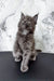 Adorable Gray Maine Coon kitten showcasing the Ekler Maine Coon Kitten product