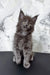 Cute gray fluffy kitten from Ekler Maine Coon Kitten collection, super adorable!