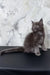 Cute gray fluffy Maine Coon kitten named Ekler sitting adorably