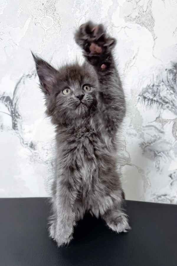 Gray Maine Coon kitten Ekler playfully raising its paw, looking adorable and curious