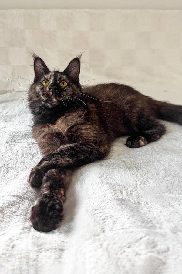 Electra | maine coon kitten