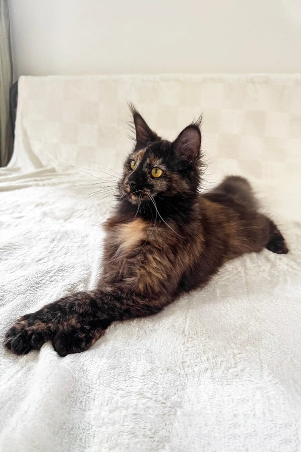 Electra | maine coon kitten