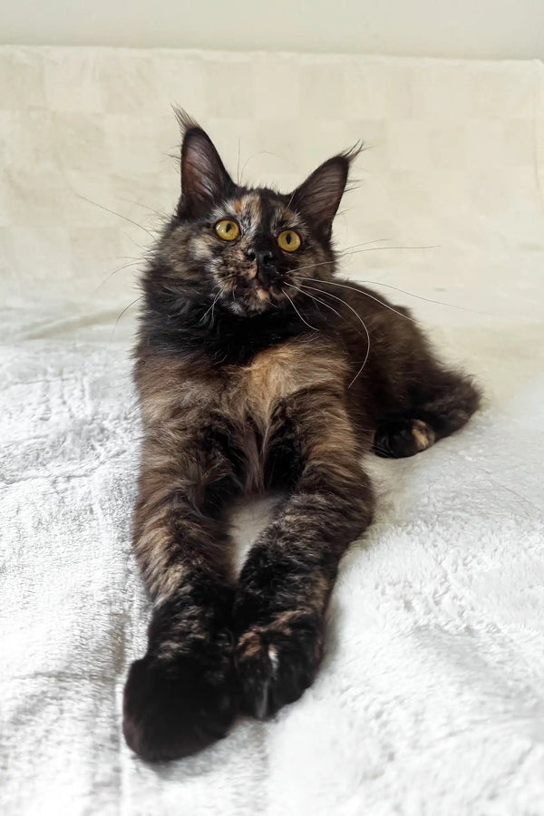 Electra | maine coon kitten