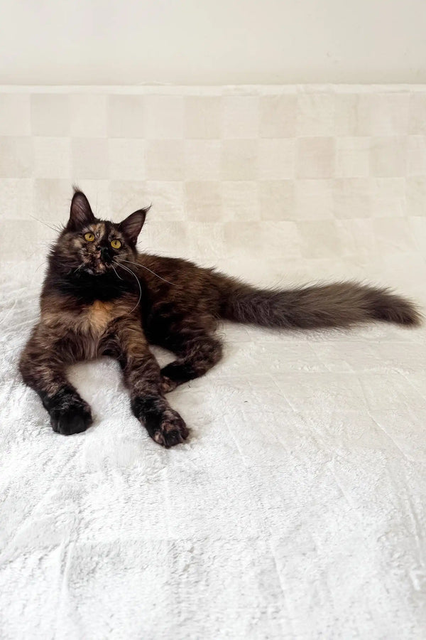 Electra | maine coon kitten