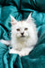 Fluffy Maine Coon kitten with alert eyes and pointed ears, perfect for your home